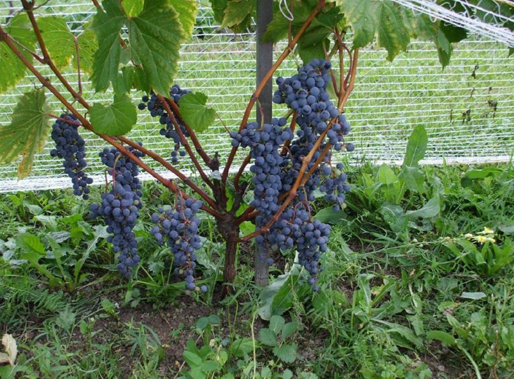 Cote St-Hermas Gite Au Vignoble Mirabel Exterior photo